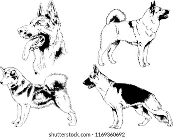 vector drawings sketches pedigree dogs in the racks drawn in ink by hand , objects with no background