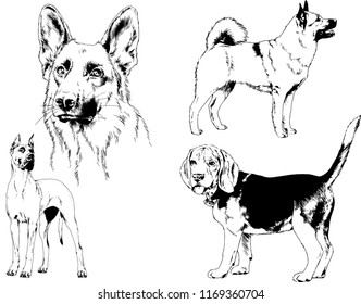 vector drawings sketches pedigree dogs in the racks drawn in ink by hand , objects with no background