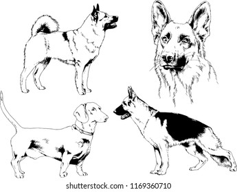 vector drawings sketches pedigree dogs in the racks drawn in ink by hand , objects with no background