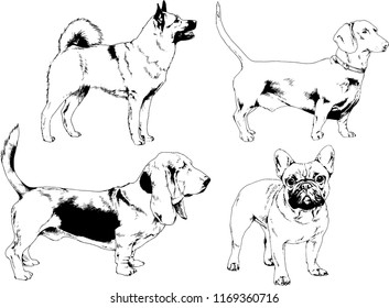 vector drawings sketches pedigree dogs in the racks drawn in ink by hand , objects with no background