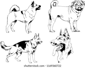 vector drawings sketches pedigree dogs in the racks drawn in ink by hand , objects with no background