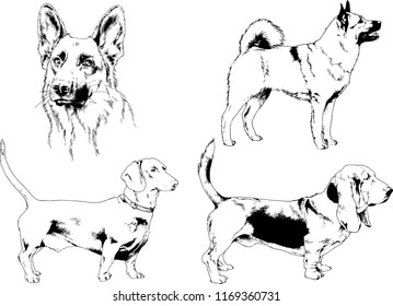 vector drawings sketches pedigree dogs in the racks drawn in ink by hand , objects with no background