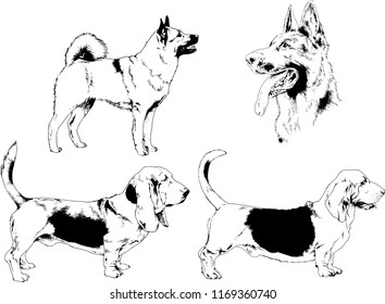 vector drawings sketches pedigree dogs in the racks drawn in ink by hand , objects with no background