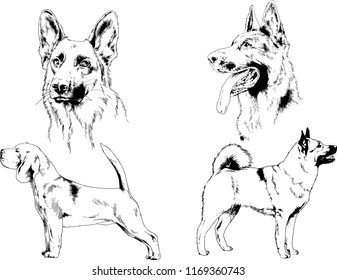 vector drawings sketches pedigree dogs in the racks drawn in ink by hand , objects with no background