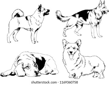 vector drawings sketches pedigree dogs in the racks drawn in ink by hand , objects with no background