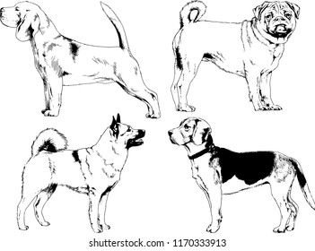 vector drawings sketches pedigree dogs in the racks drawn in ink by hand , objects with no background