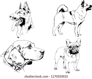 vector drawings sketches pedigree dogs in the racks drawn in ink by hand , objects with no background