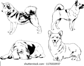 vector drawings sketches pedigree dogs in the racks drawn in ink by hand , objects with no background