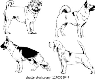 vector drawings sketches pedigree dogs in the racks drawn in ink by hand , objects with no background