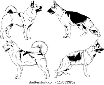 vector drawings sketches pedigree dogs in the racks drawn in ink by hand , objects with no background