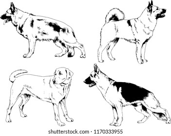 vector drawings sketches pedigree dogs in the racks drawn in ink by hand , objects with no background