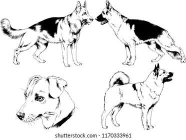 vector drawings sketches pedigree dogs in the racks drawn in ink by hand , objects with no background