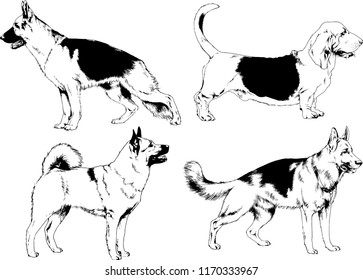 vector drawings sketches pedigree dogs in the racks drawn in ink by hand , objects with no background