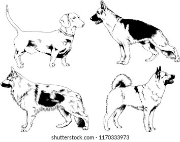 vector drawings sketches pedigree dogs in the racks drawn in ink by hand , objects with no background