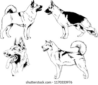 vector drawings sketches pedigree dogs in the racks drawn in ink by hand , objects with no background