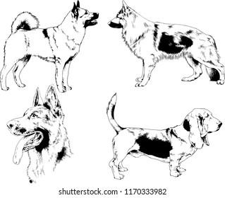 vector drawings sketches pedigree dogs in the racks drawn in ink by hand , objects with no background