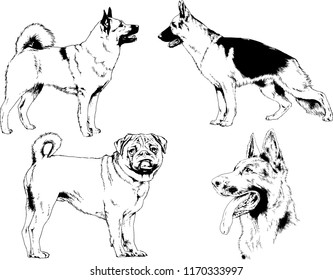 vector drawings sketches pedigree dogs in the racks drawn in ink by hand , objects with no background