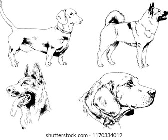 vector drawings sketches pedigree dogs in the racks drawn in ink by hand , objects with no background