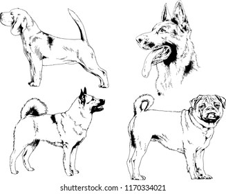 vector drawings sketches pedigree dogs in the racks drawn in ink by hand , objects with no background