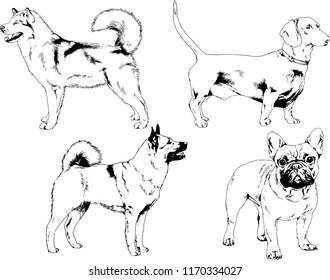 vector drawings sketches pedigree dogs in the racks drawn in ink by hand , objects with no background