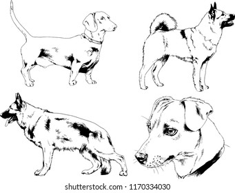 vector drawings sketches pedigree dogs in the racks drawn in ink by hand , objects with no background