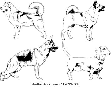 vector drawings sketches pedigree dogs in the racks drawn in ink by hand , objects with no background