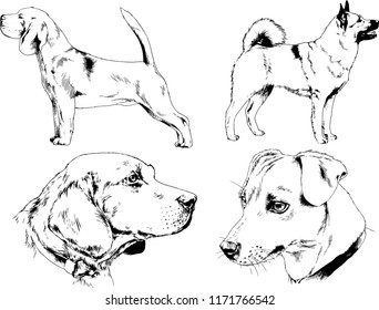 vector drawings sketches pedigree dogs in the racks drawn in ink by hand , objects with no background