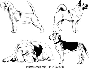 vector drawings sketches pedigree dogs in the racks drawn in ink by hand , objects with no background