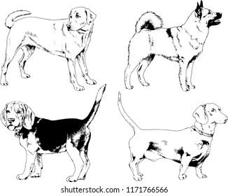 vector drawings sketches pedigree dogs in the racks drawn in ink by hand , objects with no background