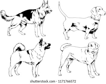 vector drawings sketches pedigree dogs in the racks drawn in ink by hand , objects with no background