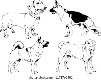 vector drawings sketches pedigree dogs in the racks drawn in ink by hand , objects with no background