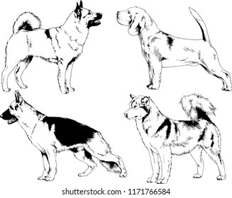 vector drawings sketches pedigree dogs in the racks drawn in ink by hand , objects with no background