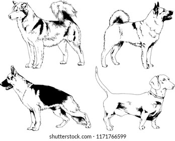vector drawings sketches pedigree dogs in the racks drawn in ink by hand , objects with no background