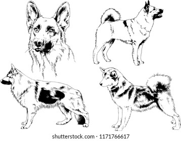 vector drawings sketches pedigree dogs in the racks drawn in ink by hand , objects with no background