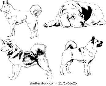 vector drawings sketches pedigree dogs in the racks drawn in ink by hand , objects with no background