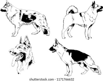 vector drawings sketches pedigree dogs in the racks drawn in ink by hand , objects with no background