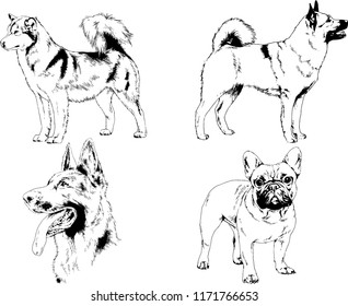 vector drawings sketches pedigree dogs in the racks drawn in ink by hand , objects with no background