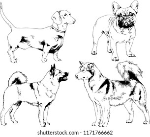 vector drawings sketches pedigree dogs in the racks drawn in ink by hand , objects with no background