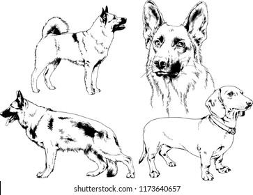 vector drawings sketches pedigree dogs in the racks drawn in ink by hand , objects with no background