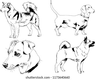vector drawings sketches pedigree dogs in the racks drawn in ink by hand , objects with no background