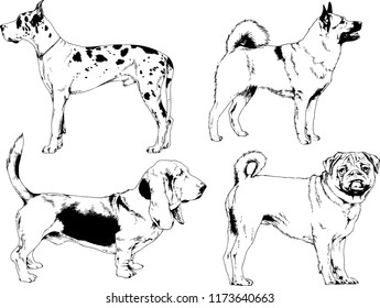 vector drawings sketches pedigree dogs in the racks drawn in ink by hand , objects with no background