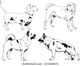 vector drawings sketches pedigree dogs in the racks drawn in ink by hand , objects with no background