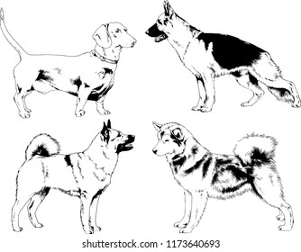 vector drawings sketches pedigree dogs in the racks drawn in ink by hand , objects with no background