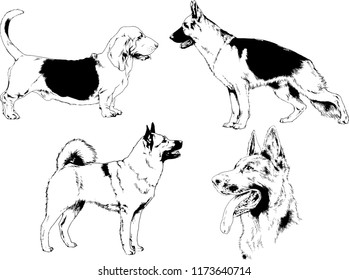 vector drawings sketches pedigree dogs in the racks drawn in ink by hand , objects with no background