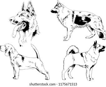 vector drawings sketches pedigree dogs in the racks drawn in ink by hand , objects with no background