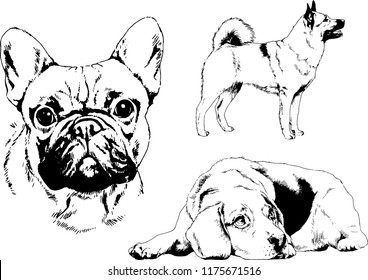 vector drawings sketches pedigree dogs in the racks drawn in ink by hand , objects with no background