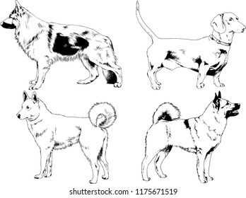 vector drawings sketches pedigree dogs in the racks drawn in ink by hand , objects with no background