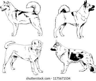 vector drawings sketches pedigree dogs in the racks drawn in ink by hand , objects with no background