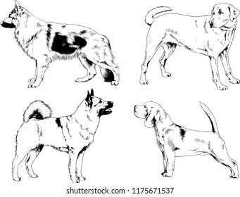 vector drawings sketches pedigree dogs in the racks drawn in ink by hand , objects with no background