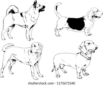 vector drawings sketches pedigree dogs in the racks drawn in ink by hand , objects with no background